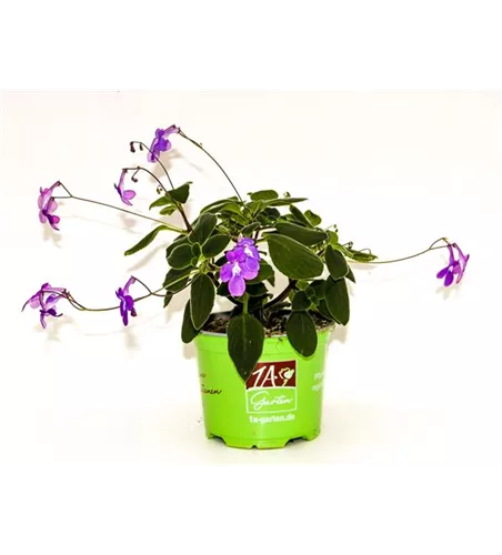 Streptocarpus saxorum (Blauer Paul)