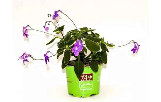 Streptocarpus saxorum (Blauer Paul)