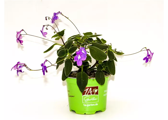 Streptocarpus saxorum (Blauer Paul)