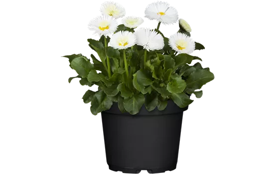 Bellis perennis, weiß