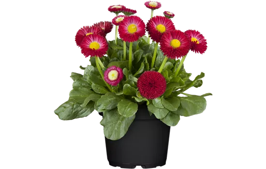 Bellis perennis, rot