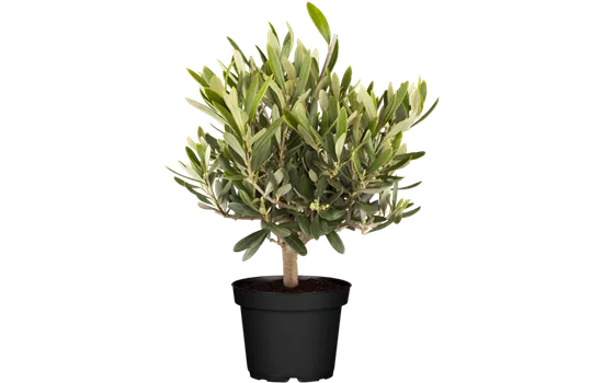 Olea europaea Busch T15