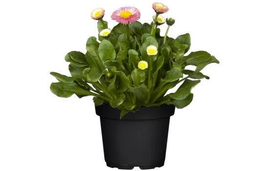 Bellis perennis, rosa