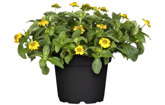 Sanvitalia procumbens 'Cuzco Compact'