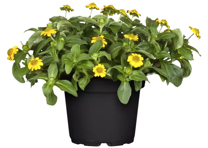 Sanvitalia procumbens 'Cuzco Compact'