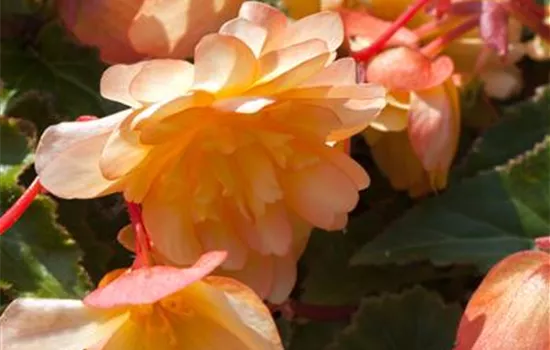 Begonia x tuberhybrida 'Rosana® Champagner'