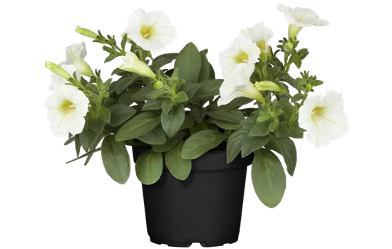 Petunia 'Surfinia White'