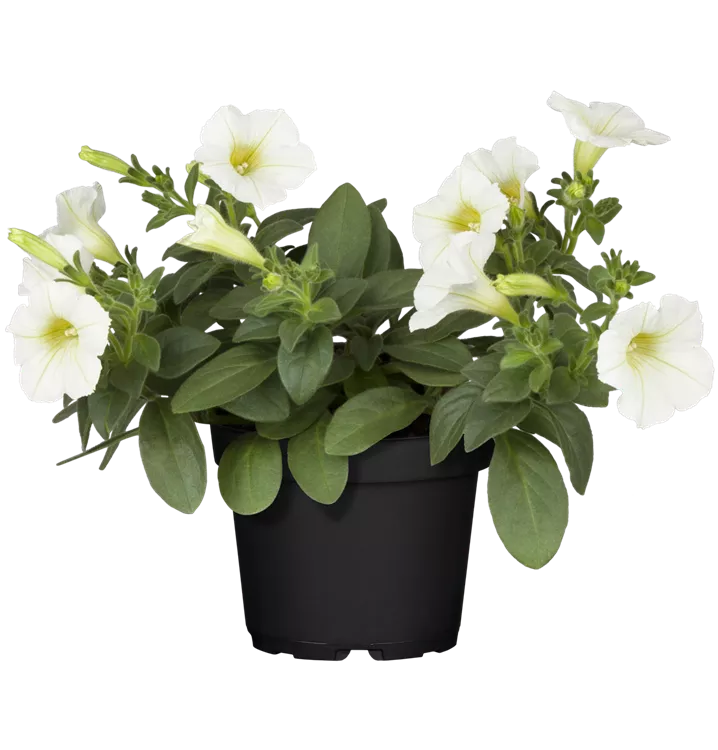 Petunie 'Surfinia White'