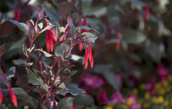 Fuchsia triphylla