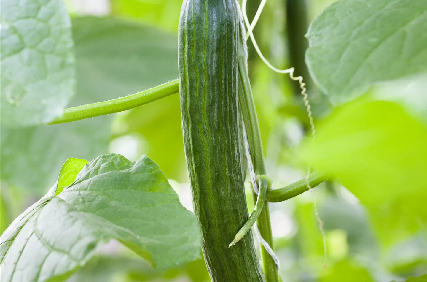 Cucumis sativus