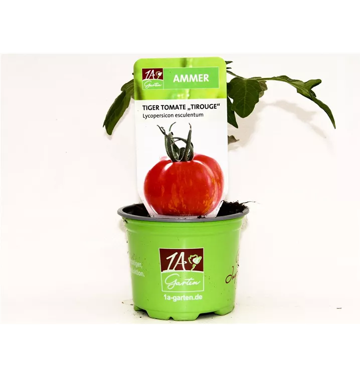 Tigertomate 'Tirouge F1'