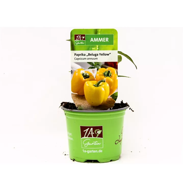 Gelbe Blockpaprika 'Beluga® Yellow'