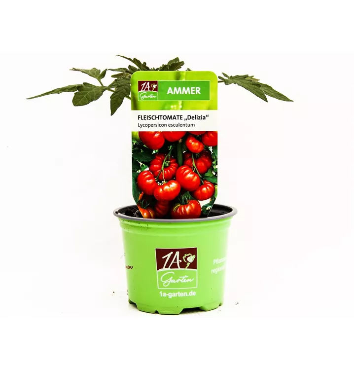 Fleischtomate 'Delizia F1'