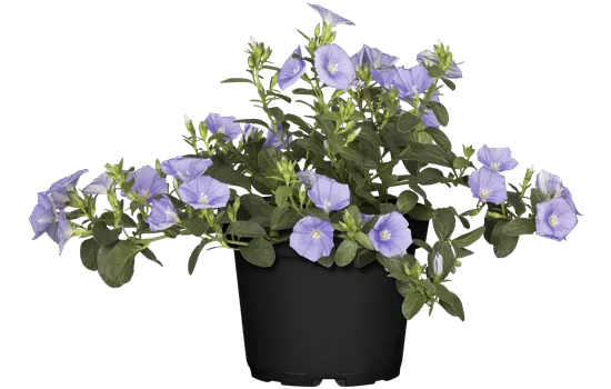 Convolvulus sabatius 'Early Blue'