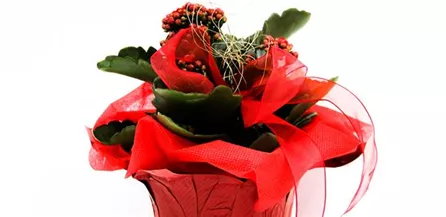 T03 - Kalanchoe rot in Deco Wrap 7,99.jpg