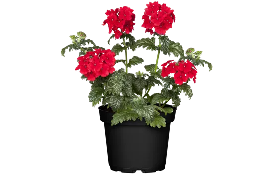 Verbena 'Empress Flair Red'