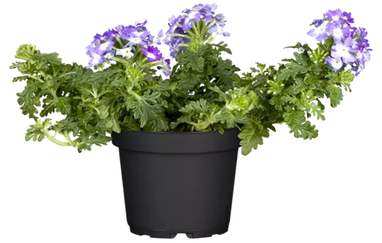 Verbena 'Empress Flair Blue Charme'