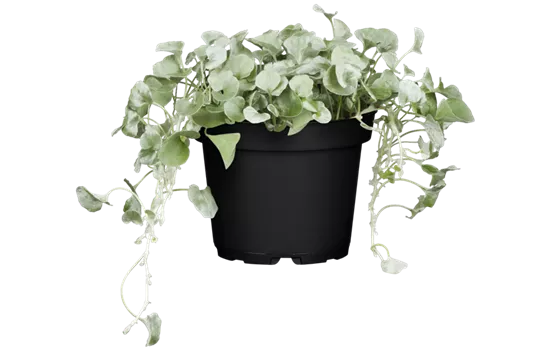 Dichondra argentea