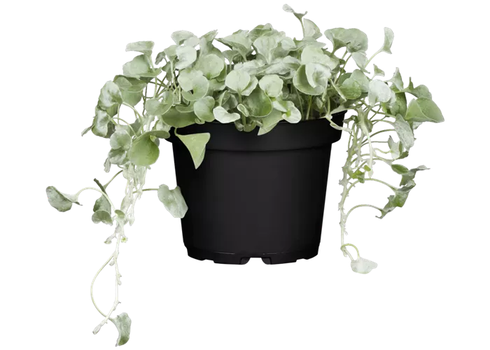 Dichondra argentea