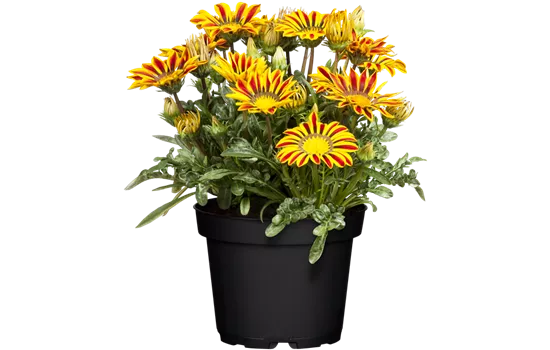 Gazania 'Yellow Flame'