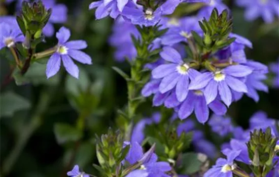 Scaevola aemula, blau