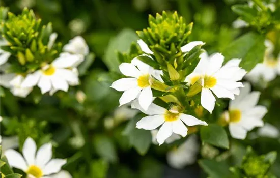 Scaevola aemula, weiß