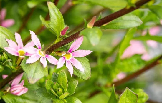 Scaevola aemula, rosa