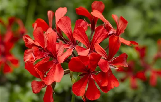 Pelargonium peltatum ´Super Cascade Red´