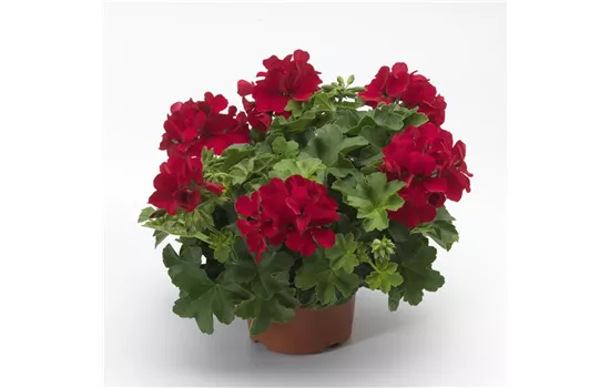 Pelargonium int. ´Calliope Landscape Deep Red´