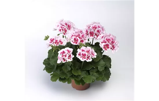 Pelargonium zonale 'Americana White Splash'