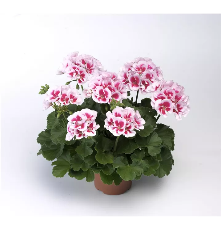 Zonalpelargonie 'Americana White Splash'