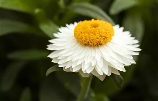 Helichrysum bracteatum 'Mohave® White´19'