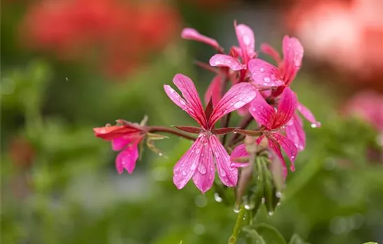 Pelargonium peltatum 'Balcon Pink'