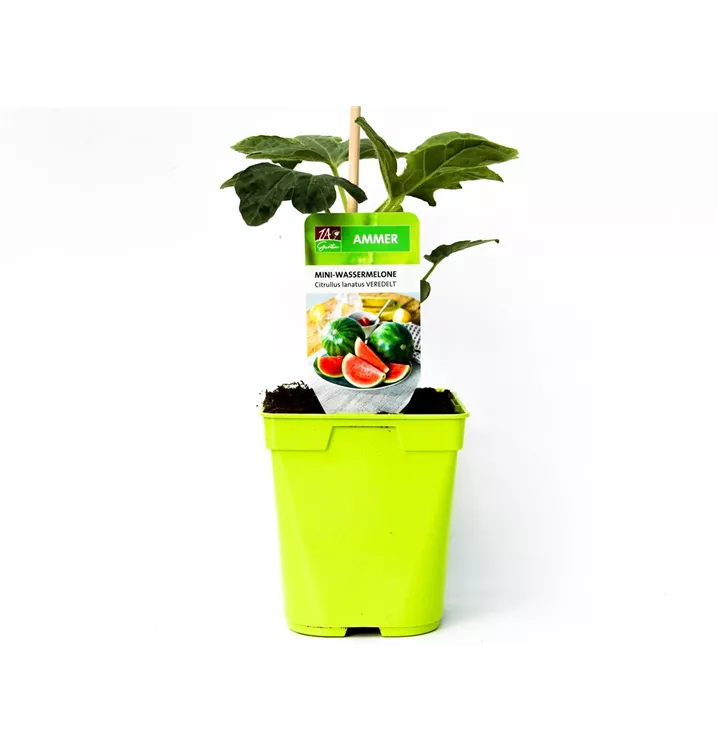 Mini - Wassermelone 'Mini Love' - veredelt