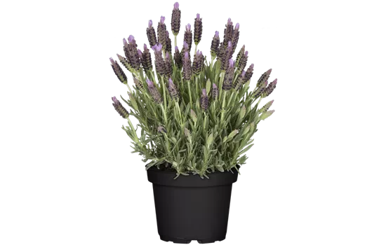 Lavandula stoechas