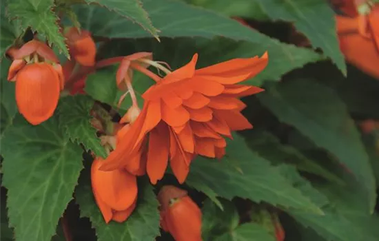 Begonia BELLECONIA™ 'Hot Orange'