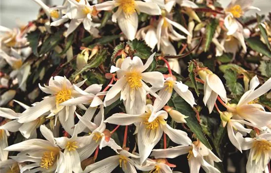 Begonia SUMMERWINGS™ 'White Elegance'