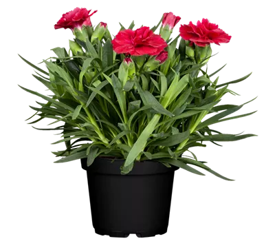 Dianthus caryophyllus 'Colores® Sangre'