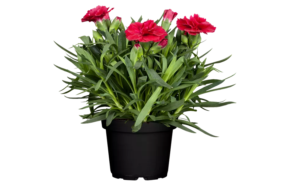 Dianthus caryophyllus 'Colores® Sangre'