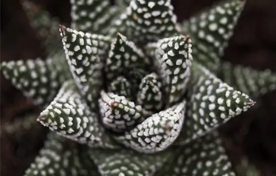 Haworthia 'Royal Albert'