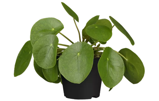 Pilea peperomioides