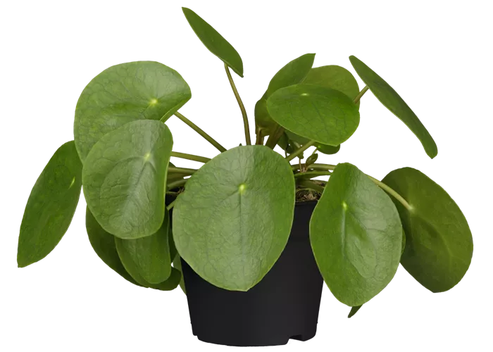 Pilea peperomioides