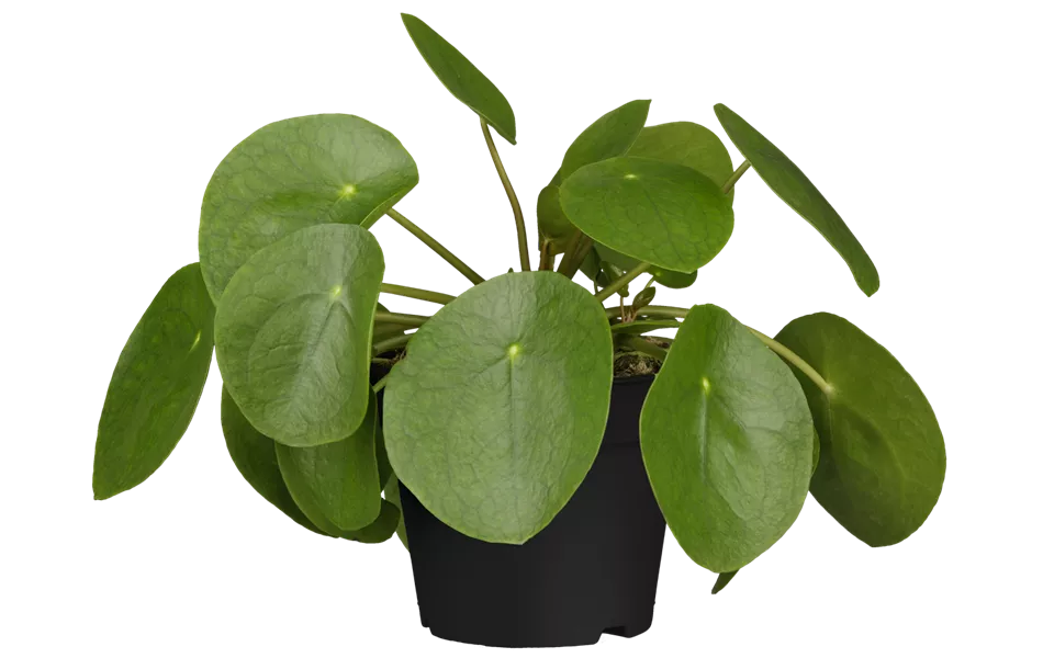 Pilea peperomioides Pilea peperomioides