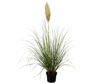 Cortaderia selloana 'Pumila'