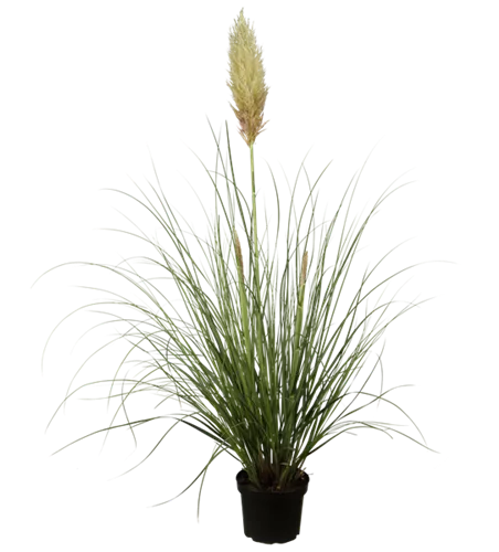 Cortaderia selloana 'Pumila'