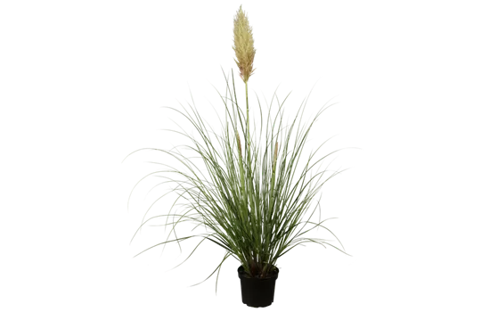 Cortaderia selloana 'Pumila'