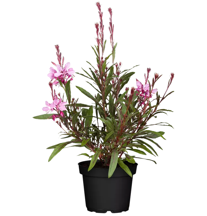 Prachtkerze 'Belleza® Pink'