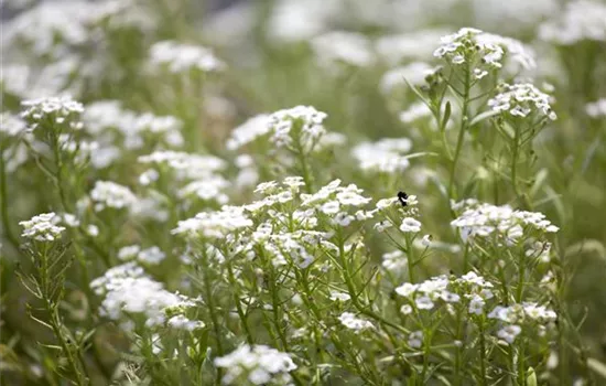 Lobularia maritima, weiß