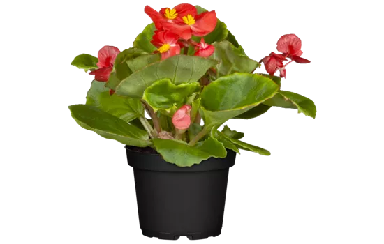 Begonia semperflorens, rot