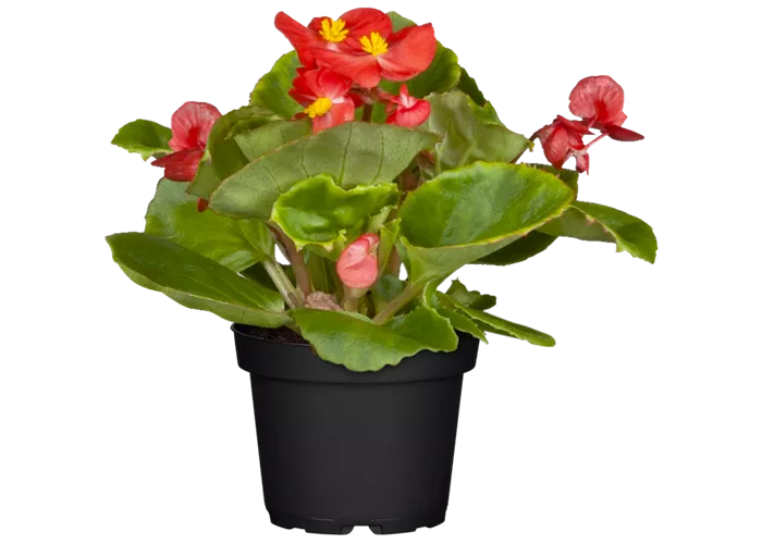 Begonia semperflorens, rot